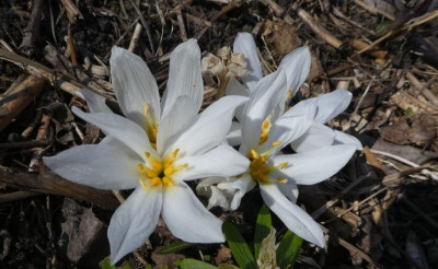 Colchicum szovitsii 220323.jpg