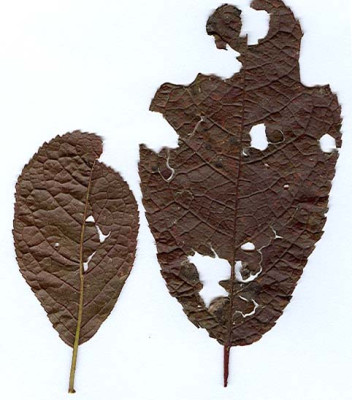 Salixhybride.jpg