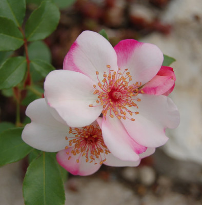 Astronomia_00120__12972.jpg