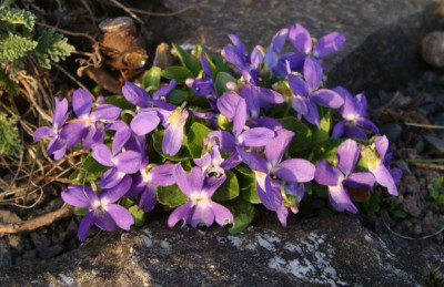 Viola pyrenaica22.jpg