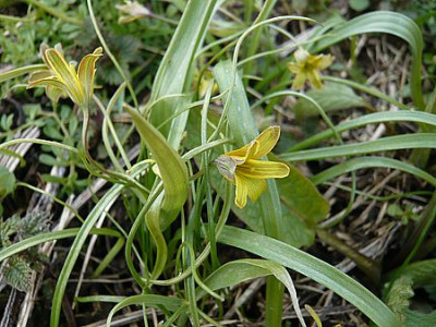 Gagea_pratensis_fars_2008.jpg