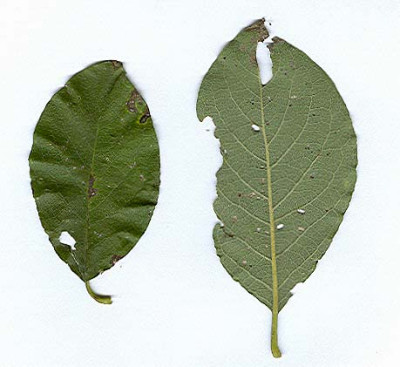 salix_caprea.jpg