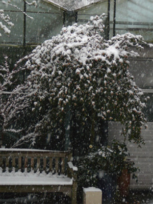 Duftglockchen-im-Schnee.jpg