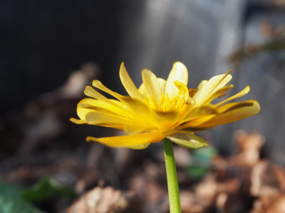 Ranunculus Orangette P3250256.JPG