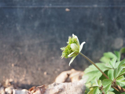 Anemone nemorosa Green Dream P3250259.JPG