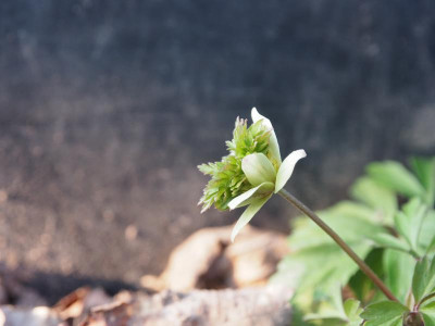 Anemone nemorosa Green Dream P3250260.JPG