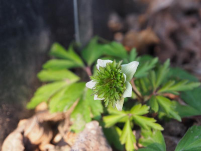 Anemone nemorosa Green Dream P3250263.JPG