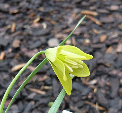 Fritillaria_carica_fars_2008.jpg