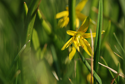 Syltblumen-7.jpg
