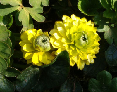Ficaria verna Pictons Double22.jpg