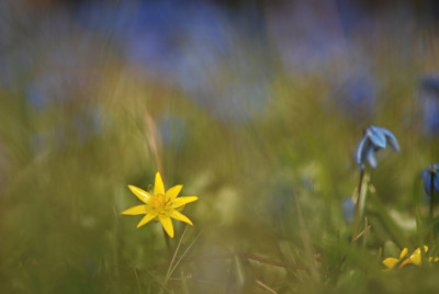 Syltblumen-8.jpg