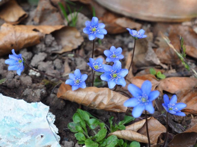 Hepatica nobilis W P3250236.JPG