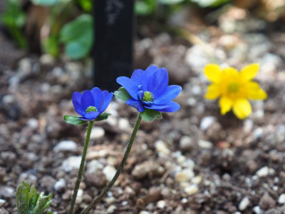 Hepatica Millstream Merlin P3250239.JPG
