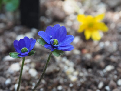Hepatica Millstream Merlin P3250243.JPG