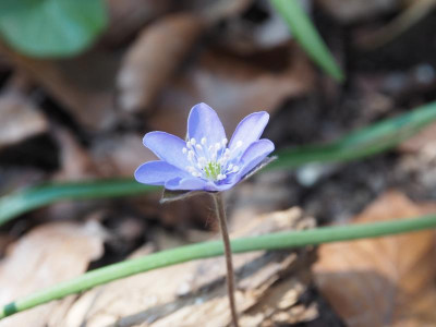Hepatica hellblau P3250242.JPG