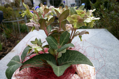 Hellob._lividus_Silver_Edge_0108.jpg