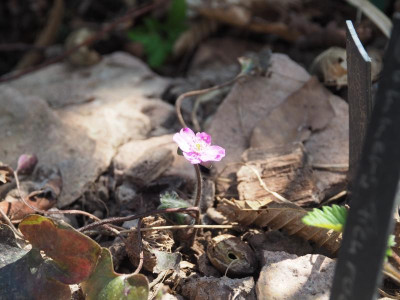 Hepatica nobilis rosa von Lisa P3250250.JPG
