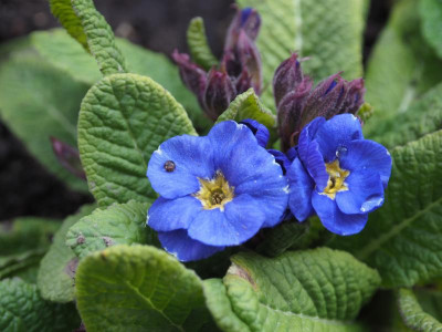 Primula cowichan blau P3250251.JPG