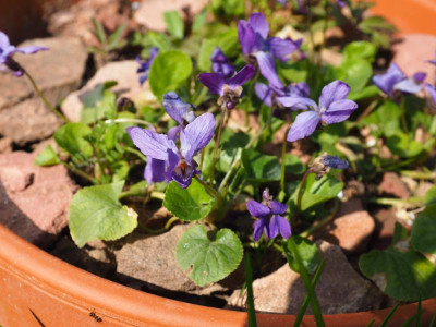 Viola Königin Charlotte P3250252.JPG