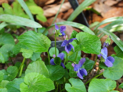 Viola Donau P3250237.JPG