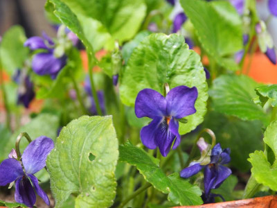 Viola odorata 'Donau' P3200156.JPG