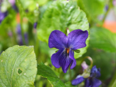 Viola odorata 'Donau' P3200160.JPG