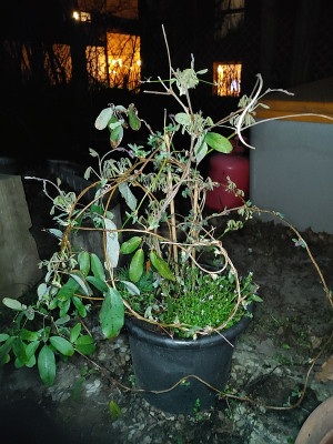 AkebiaTrifoliata20220325_215347.jpg