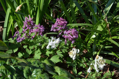 Corydalis.22-1.jpg