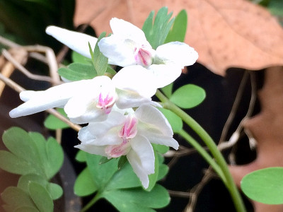 2022-03-26 Corydalis malkensis x .jpg