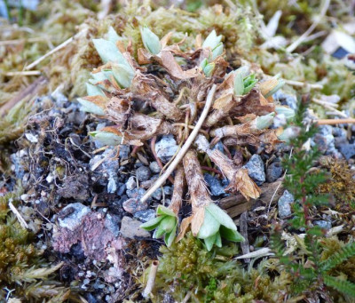 Primula integrifolia2.jpg