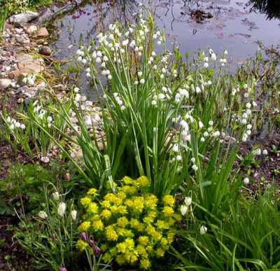 Leucojum_aestivum_am_Teich.jpg