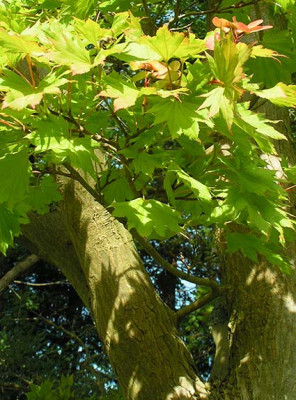acer_shirasawanum.jpg