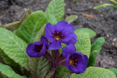 DSCF6252.JPG