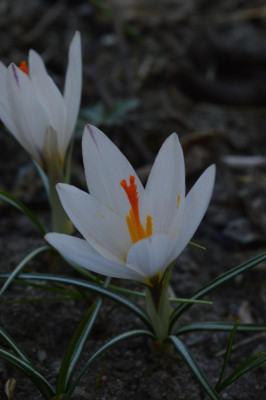 DSC_0413.JPG