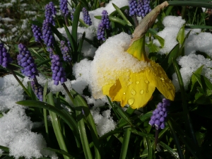 Muscari_Narzisse.jpg