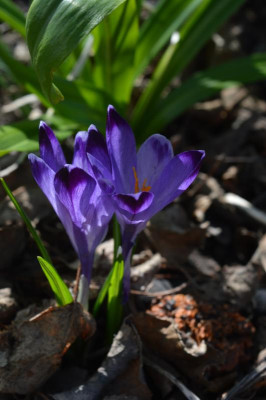 DSC_0417.JPG