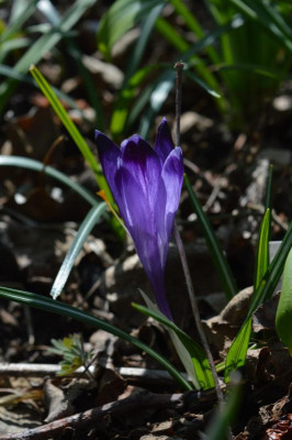 DSC_0420.JPG
