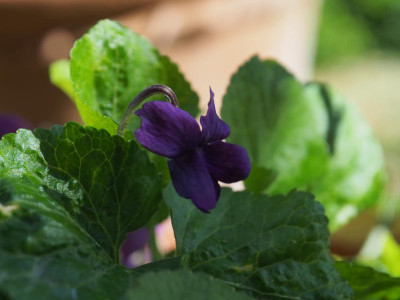 Viola Odorata 'Baronne Alice de Rothschild' P3260253.JPG