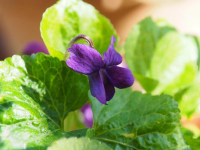 Viola Odorata 'Baronne Alice de Rothschild' P3260254.JPG