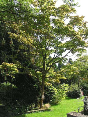 Acer_shira_habitus.jpg