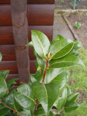 c.japonica2.jpg