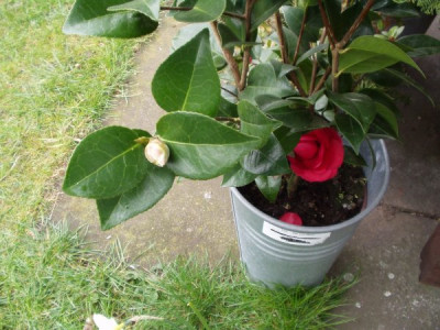 c.japonica3.jpg