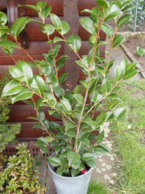 c.japonica1.jpg