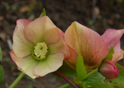 Helleborus_orange_DSC_1001.jpg