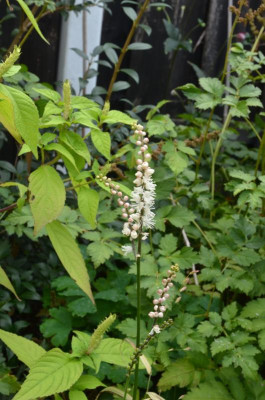 Actea_japonica-Cheju-do.21-1.jpg