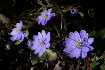 DSCF6261.JPG