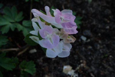 DSCF6263.JPG