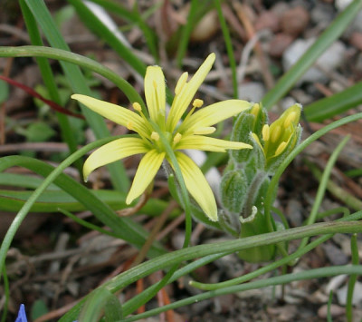04010023_eGagea_villosa.JPG