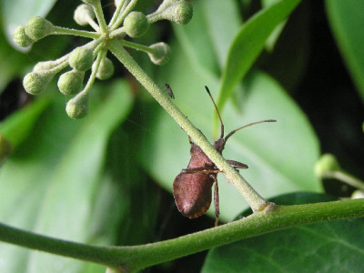 Efeu-Okt-2.jpg