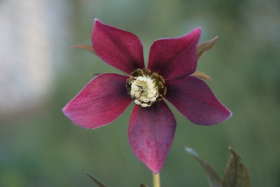 Helleborus2008.jpg